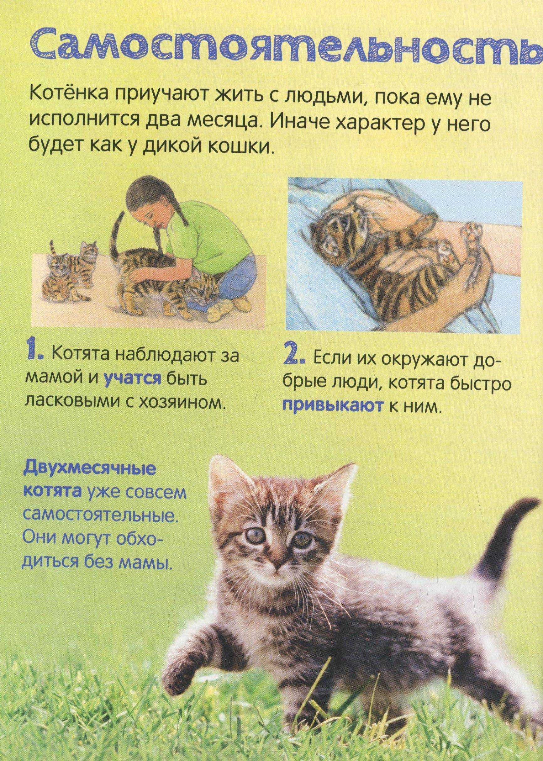 Как приучить котенка к месту для сна?