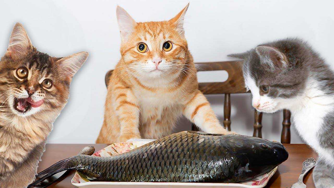 Какую рыбу можно давать кошкам?