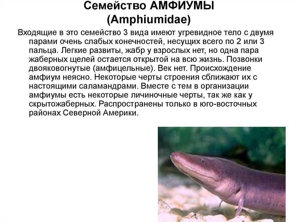 Тритоны угря