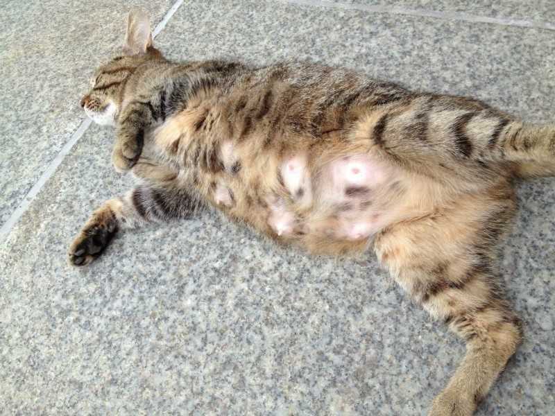 Увеличение молочной железы у кошек