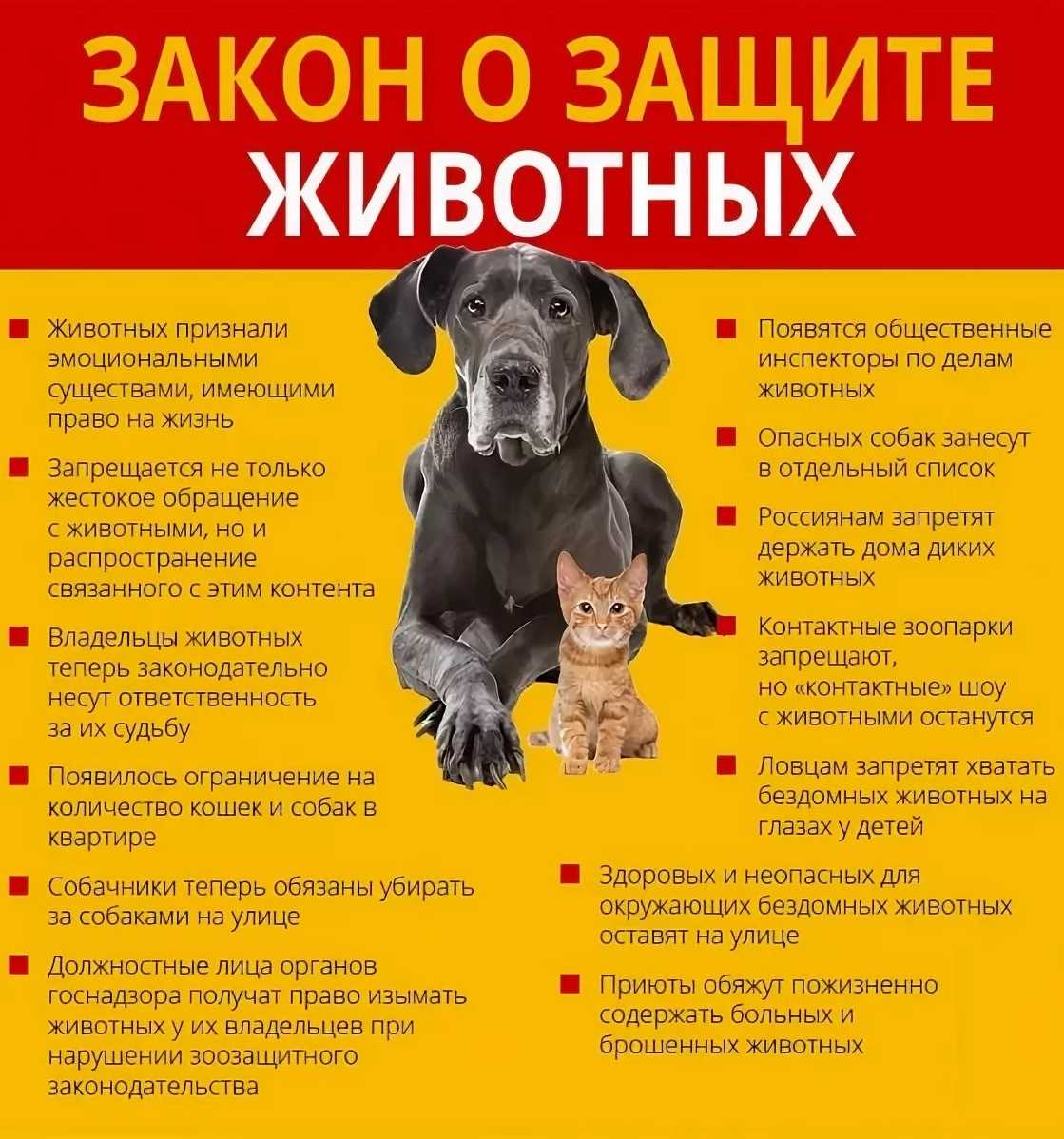 Кошка и собака в одном доме? как правильно познакомить