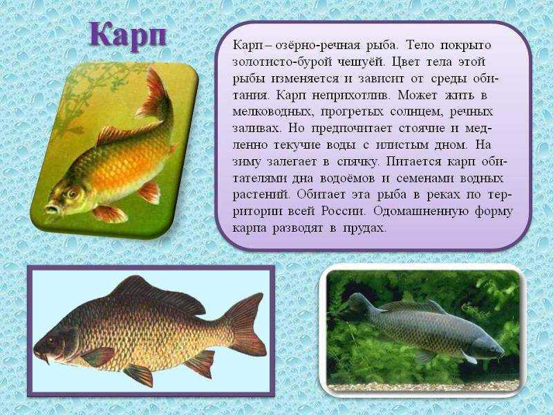 Самые большие тигры в мире: топ-10 наиболее крупных особей