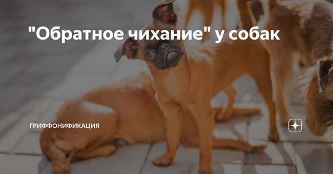 Обратный кашель у собак видео