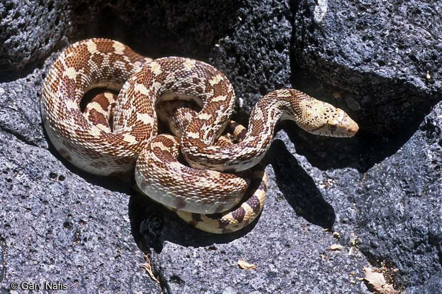 Гоферова змея достигает длины 08-28 метров Голова сосновой змеи отличается небольшими размерами и имеет увеличенный ростральный щиток