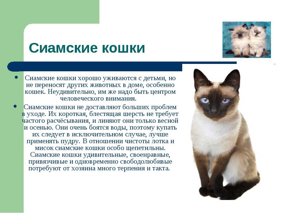 Тотемное животное кошка - характер человека с тотемом кошки