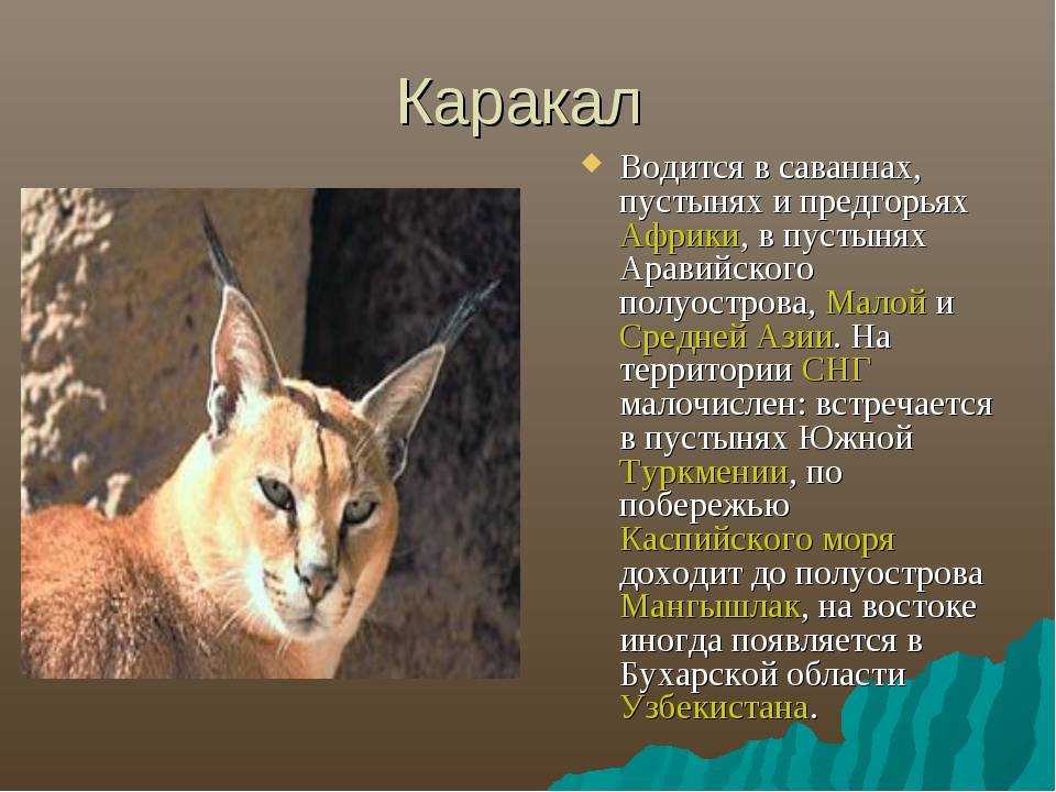 Каракал и его особенности | животный мир