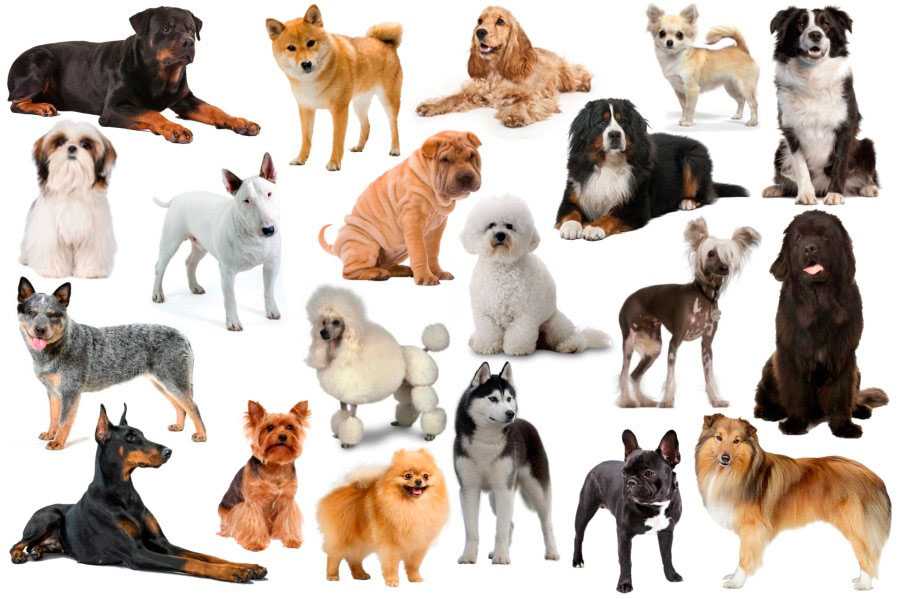 Самые красивые породы собак в мире: топ-20, фото