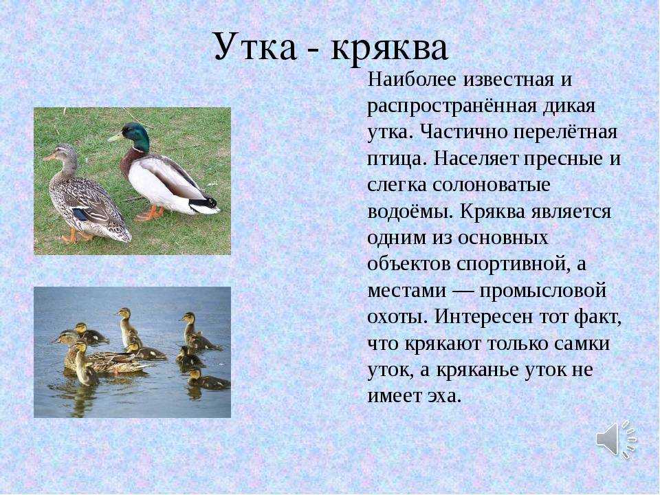 Казарка птица. образ жизни и среда обитания птицы казарки | животный мир