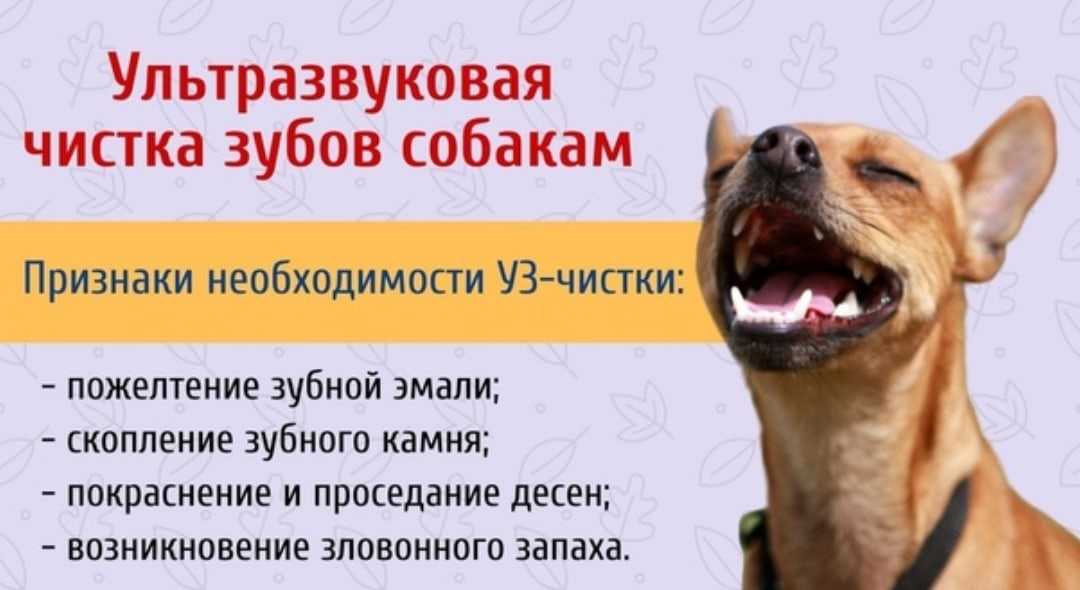 Зубной камень у собак и методы его удаления: как избавиться в домашних условиях и в ветклинике?