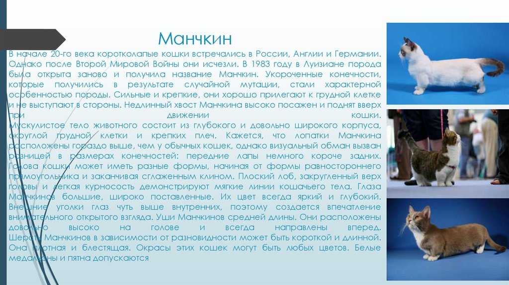 Кошки манчкин (munchkin): особенности породы, фото коротколапого котёнка и взрослого кота, уход и содержание питомца
