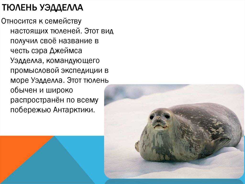 Гавайский тюлень-монах — млекопитающее в святом облачении