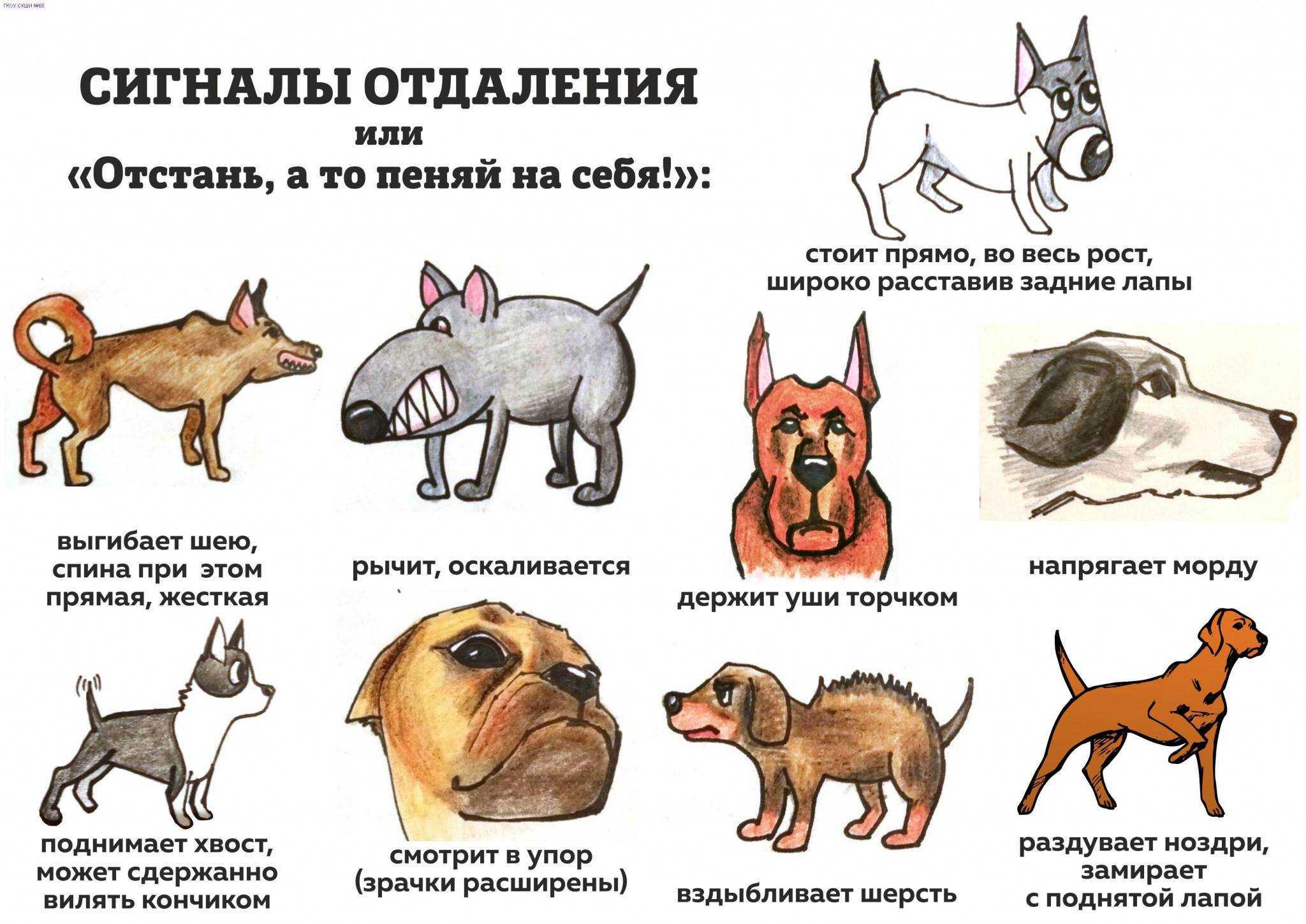 Как понять что собака умирает | как ведут себя собаки перед смертью