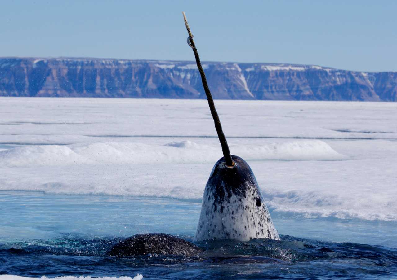 Описание нарвала (морского единорога) из красной книги
