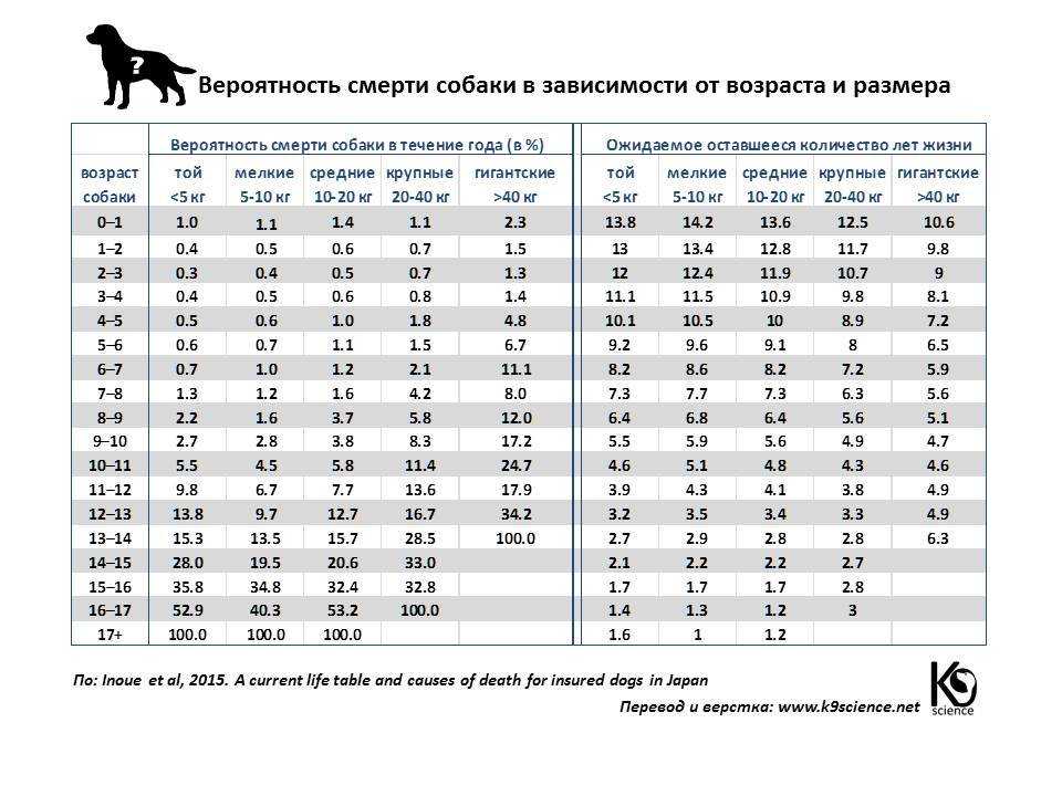 Сколько лет живут собаки в домашних условиях, как продлить жизнь