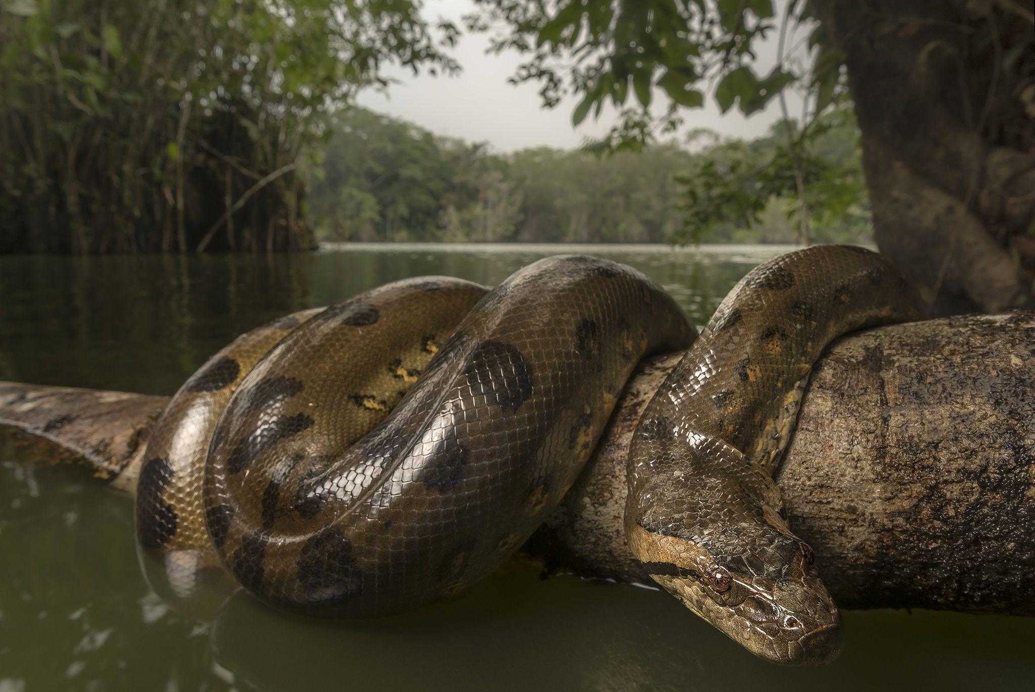Где обитает анаконда в какой природной зоне. зеленая гигантская анаконда или водяной удав – самая большая змея в мире. анаконда: фото, картинки и видео