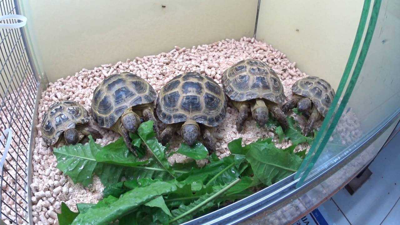 Как ухаживать за черепахой в домашних условиях?
