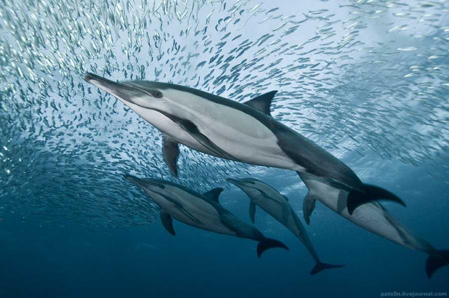 Дельфин белобочка млекопитающее. обыкновенный дельфин. способность к регенерации