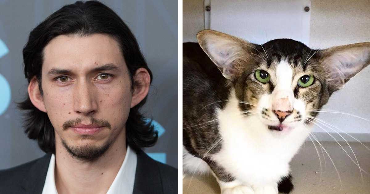 Узнают ли кошки лица людей?