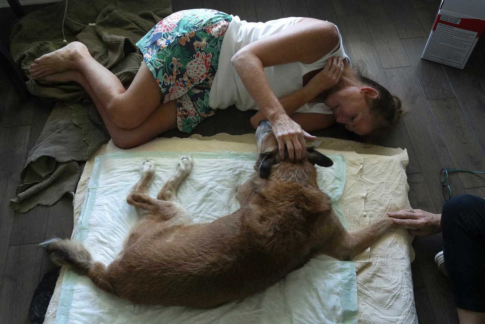 Как умирают кошки: 5 признаков скорой смерти