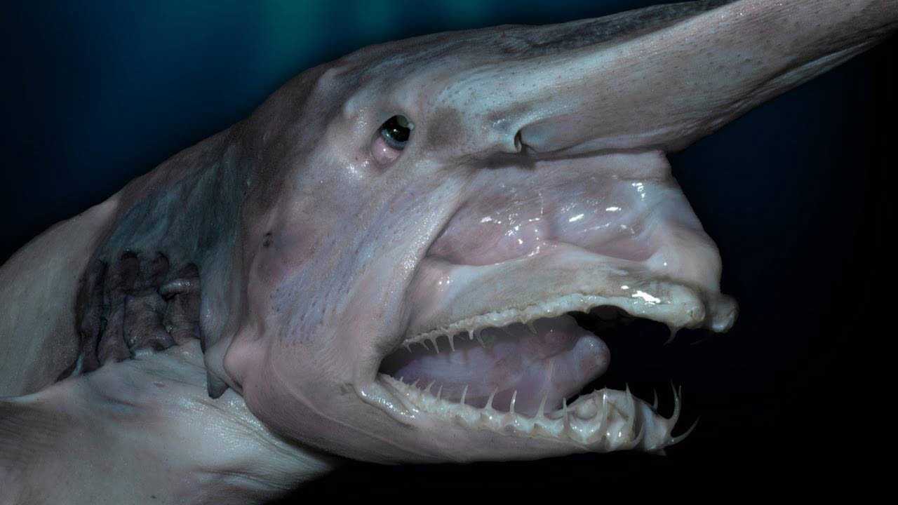 Самые страшные глубоководные существа: топ 10