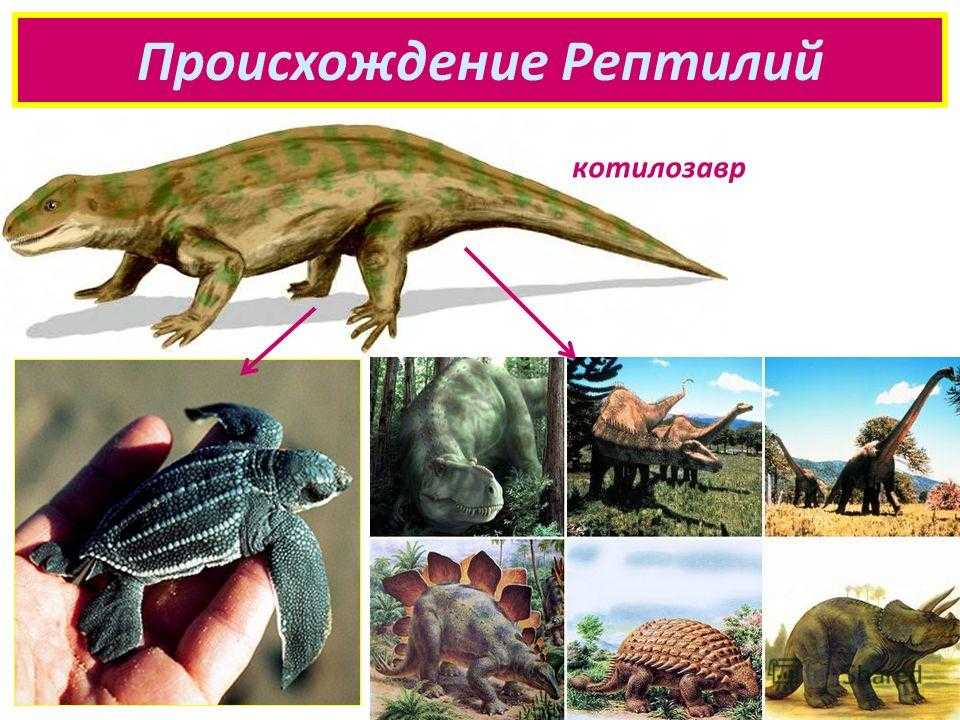 Презентация на тему: "происхождение пресмыкающихся. первыми пресмыкающимися были котилозавры, которые произошли от древних стегоцефалов. большинство из них сохранило примитивные.". скачать бесплатно и без регистрации.