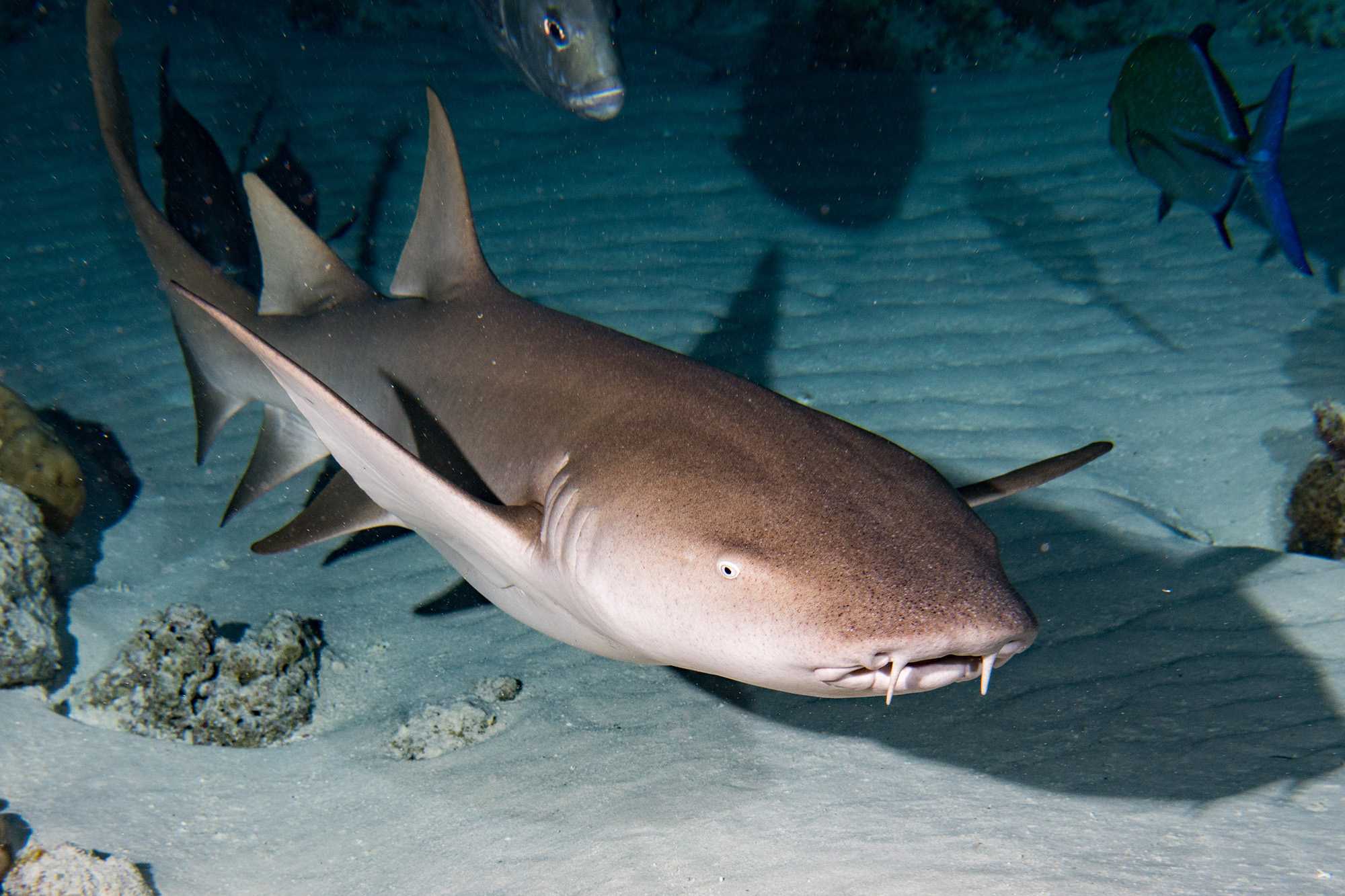 🚩 акула-нянька: что известно про этого хищника и как он выглядит