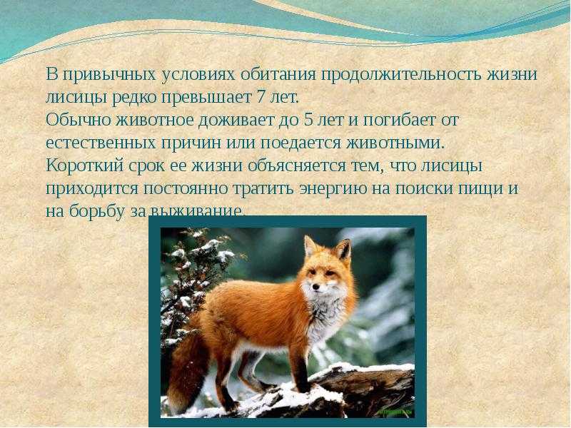 Givotinki.ru. лиса фенек, её особенности, образ жизни и среда обитания | givotinki.ru