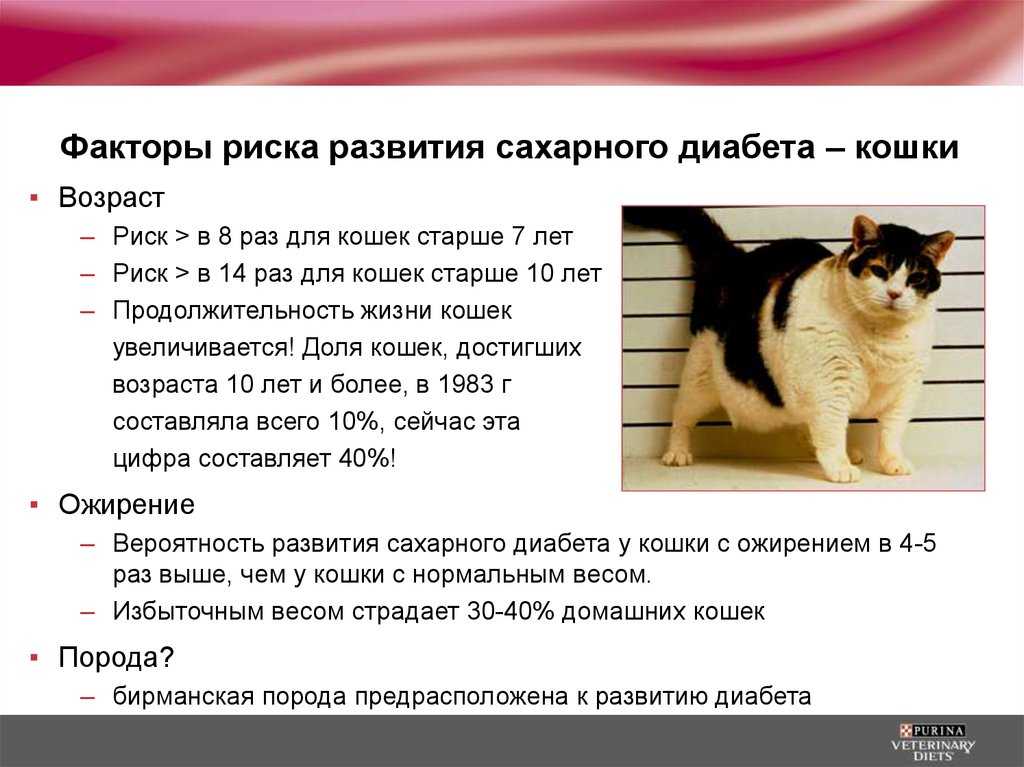 Сахарный диабет у кошек: лечение, питание, симптомы - зоомедик