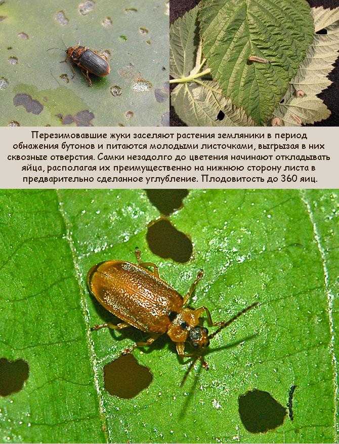 Вредители малины и земляники (клубники)