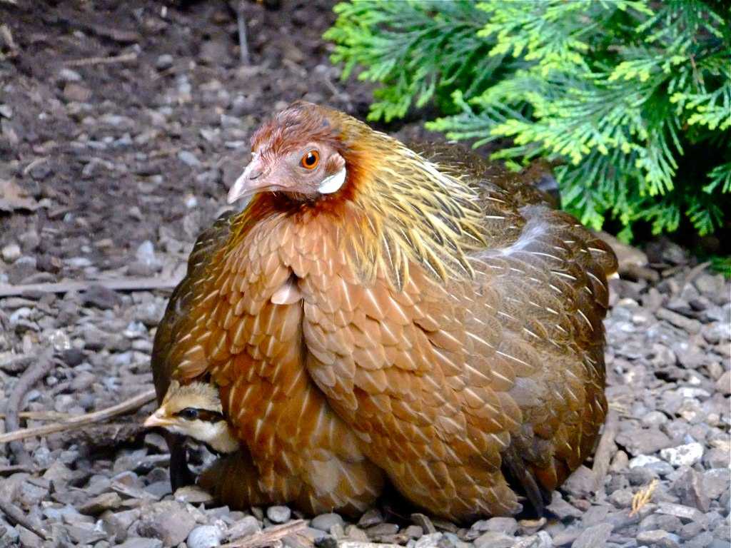 Все самое интересное о диком предке домашних кур – курице, обитающей в джунглях, точнее - о диком банкивском петухе