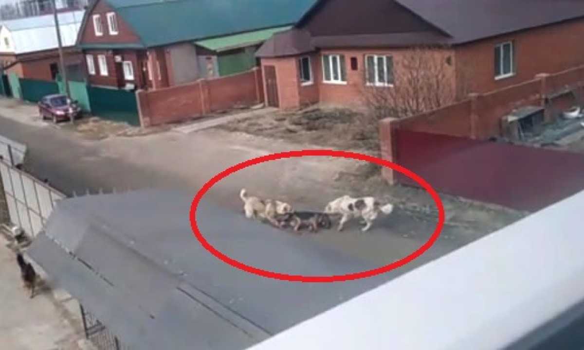 Камешек и пингвин