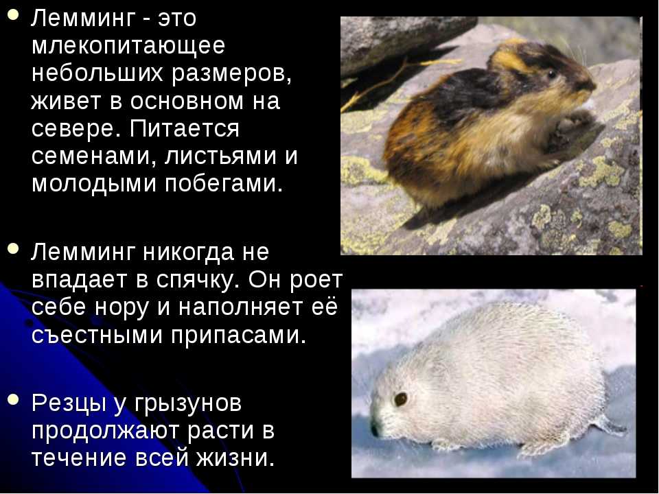 Сообщение о лемминге - внешность, питание, любопытные факты