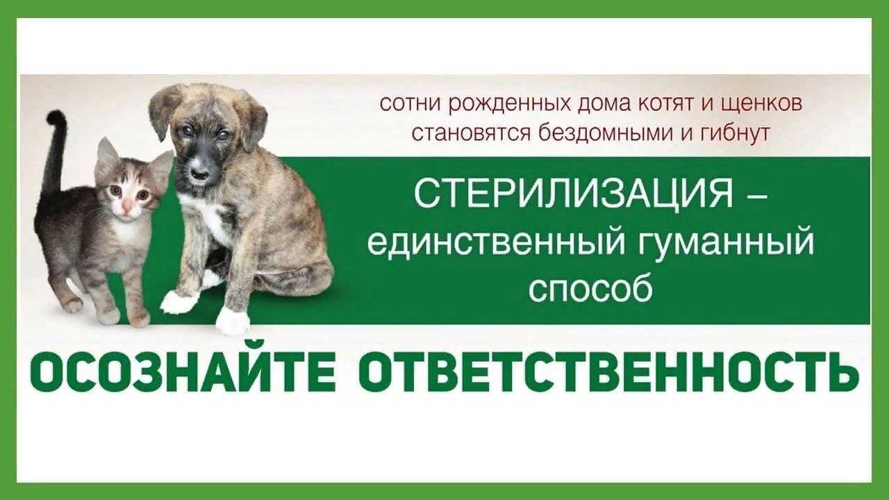 Некоторые владельцы приводят своих питомцев на стерилизацию, зная, что самка беременна Специалисты не всегда берутся делать полостную операцию, так как для этого нужны особые медицинские показания