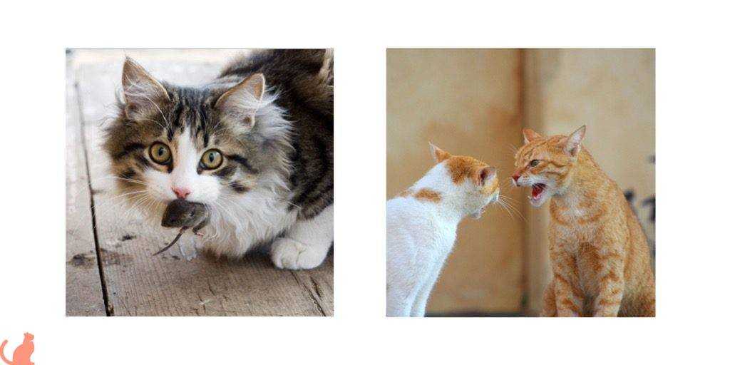 Бешенство у кошек
