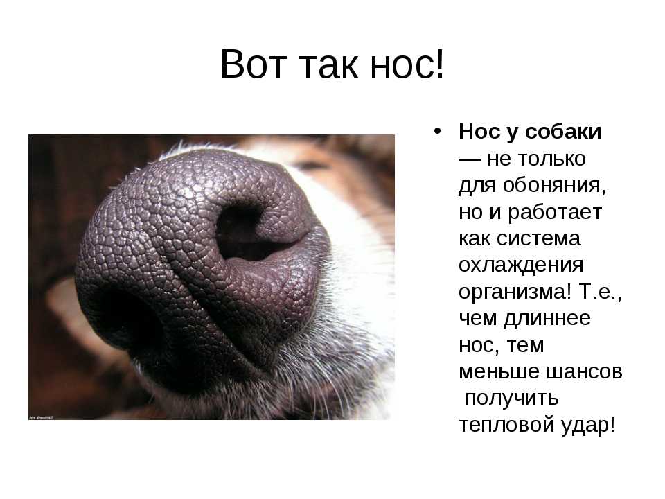 Теплый и сухой нос у собаки: причины сухости, норма и патология, симптомы, сопутствующие сухому носу у собаки, что делать хозяину