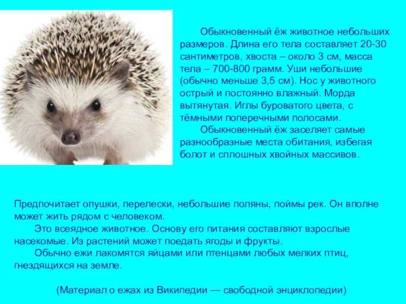 Ёж животное. описание, особенности, виды, образ жизни и среда обитания ежа