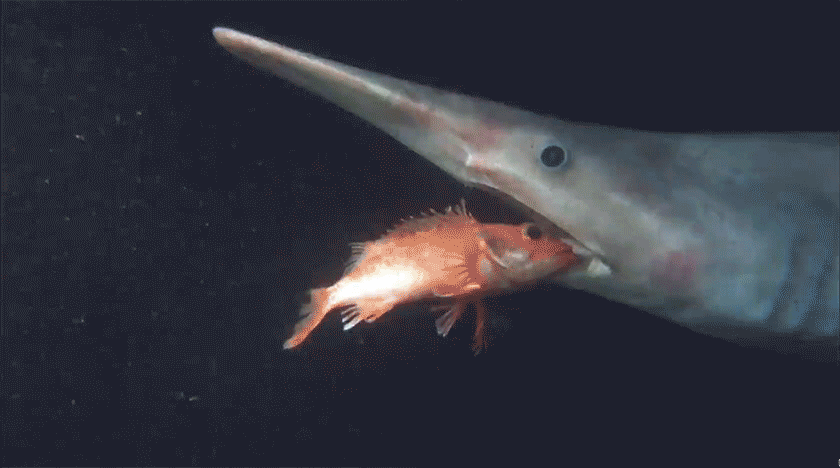 Акула-домовой - фото, описание, ареал, рацион, враги, популяция - рыбы