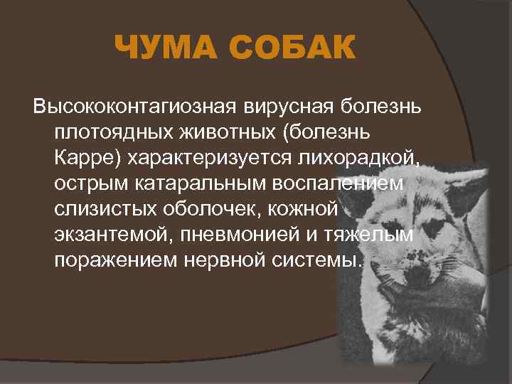4 первых симптома чумки у собак