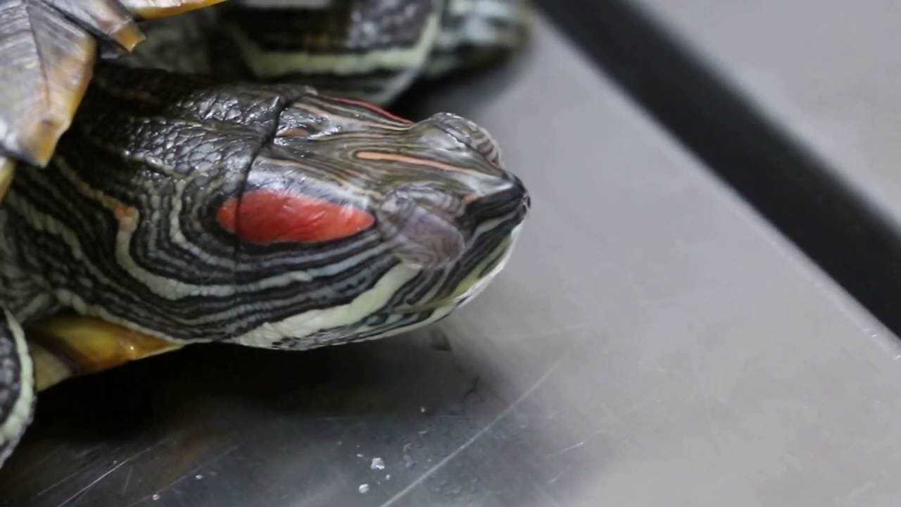 У красноухой черепахи опухли глаза и не открываются, она ослепла и не ест: что делать, как лечить в домашних условиях?