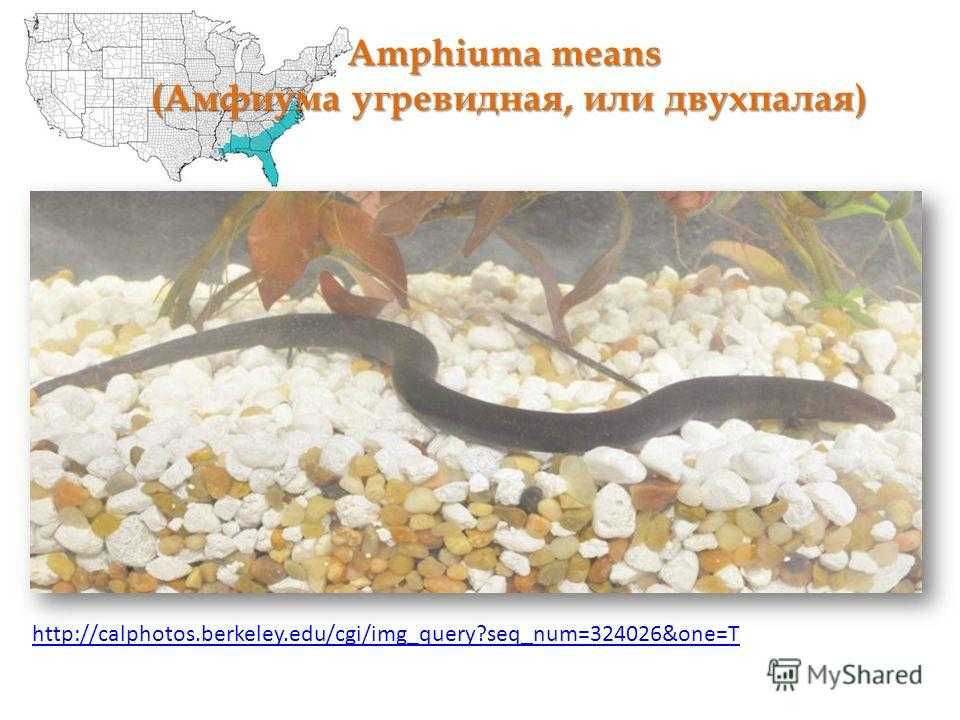 Амфиума трехпалая | мир животных и растений