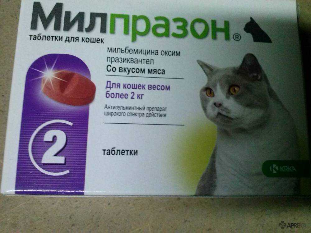 Кошка без воды: сколько требуется коту воды в день, как долго может прожить и что делать, если совсем не пьет