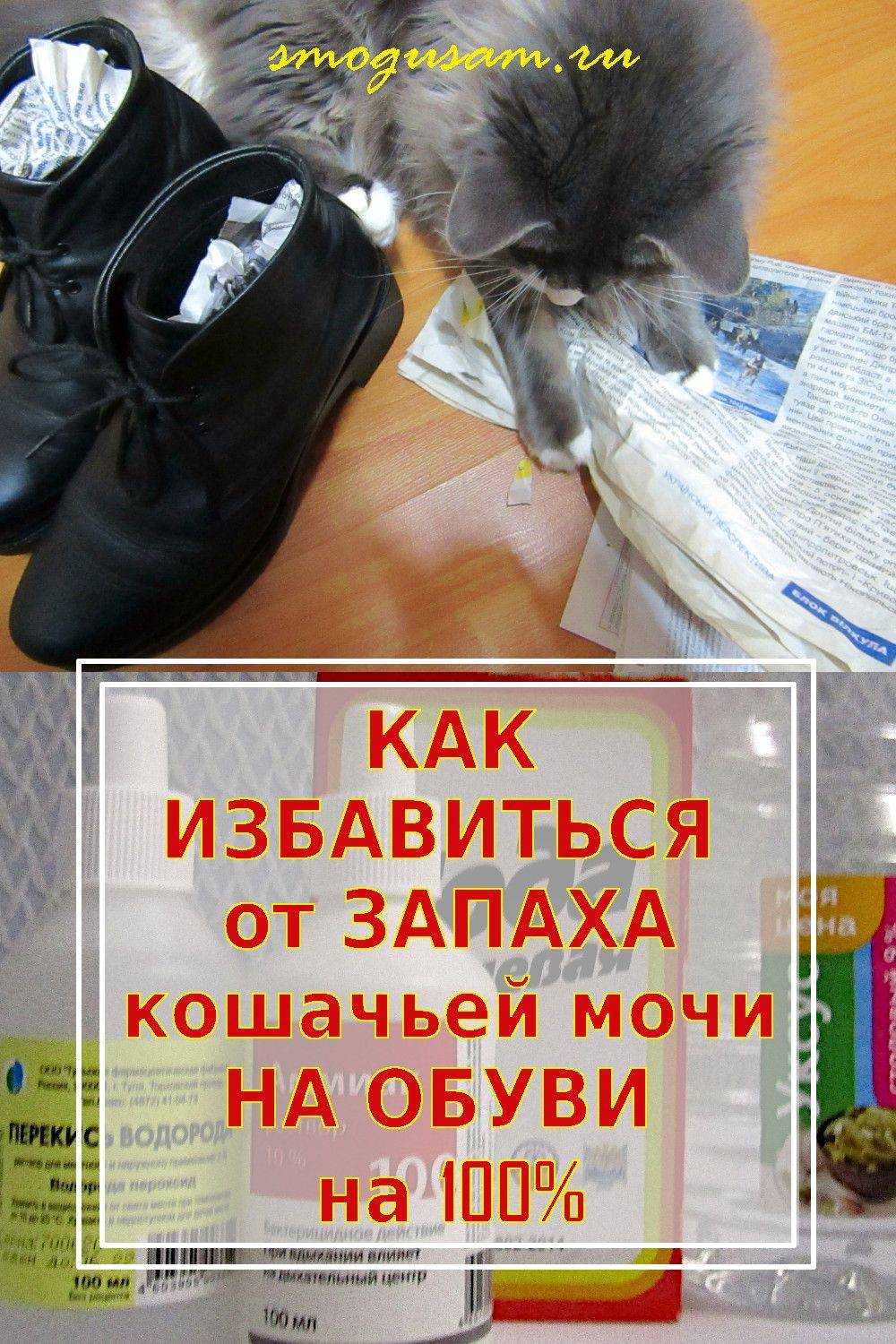 Как избавиться от запаха кошачьей мочи в обуви в домашних условиях