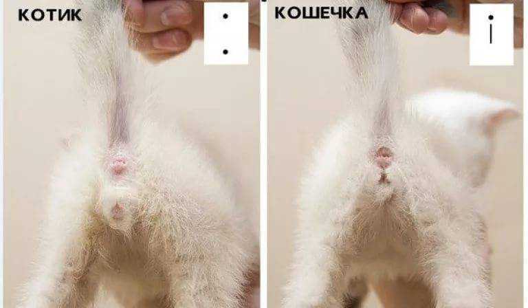 Сколько раз в год и в каком возрасте у кошек начинается течка?