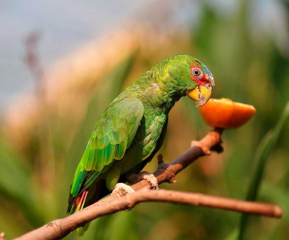 Белолобый амазон (amazona albifrons) | амазоны | ptichka.net - домашние питомцы