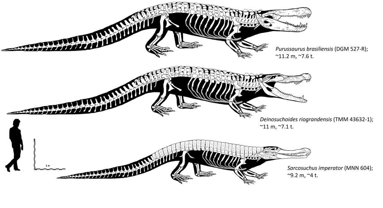 Какими были крокодилы в древности?