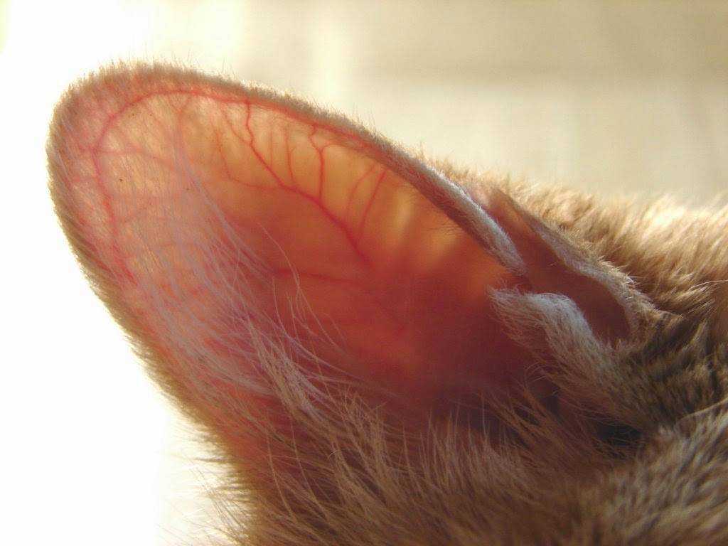 Как проверить, нет ли у кошки ушных клещей - wikihow