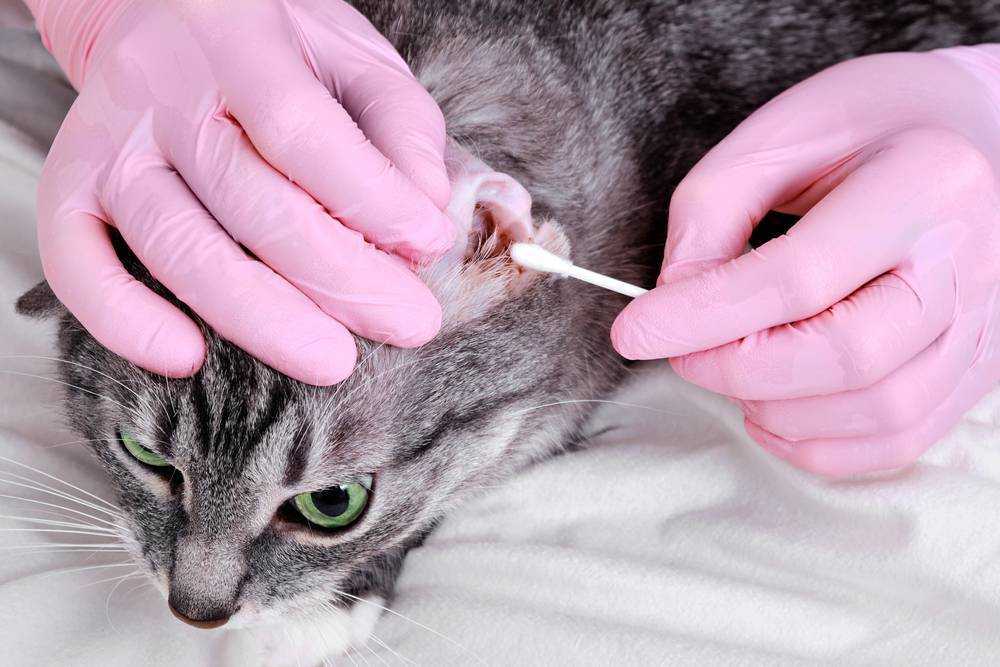 Отодектоз у кошек: причины, признаки, последствия, чем лечить