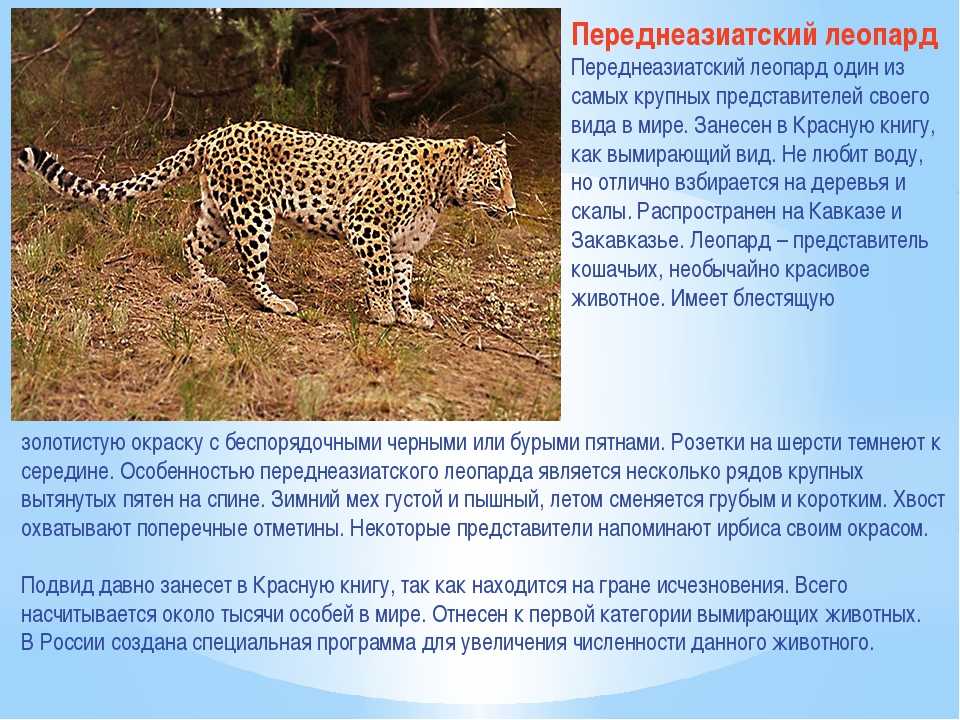 Носорог – описание, фото, виды, чем питается, где обитает
