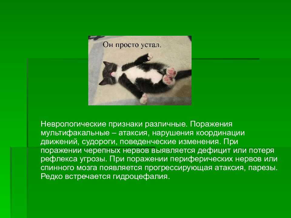 Гнойные воспаления носа у кошки: причины | звери дома