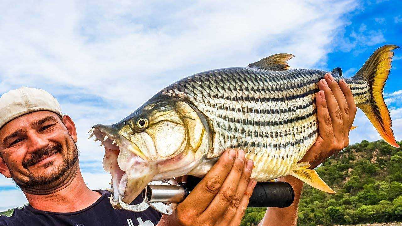 Тигровая рыба голиаф: места обитания, чем питается, рыбалка
